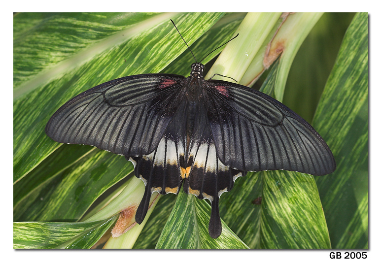 WINGS OF PARADISE BUTTERFLY CONSERVATORY